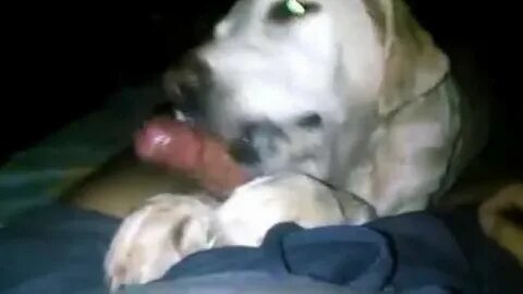 Young Guy Licked Off - Animal Porn Rocks .co Beastiality Vid