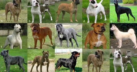 Cuáles son las razas de perros consideradas "peligrosas"? So