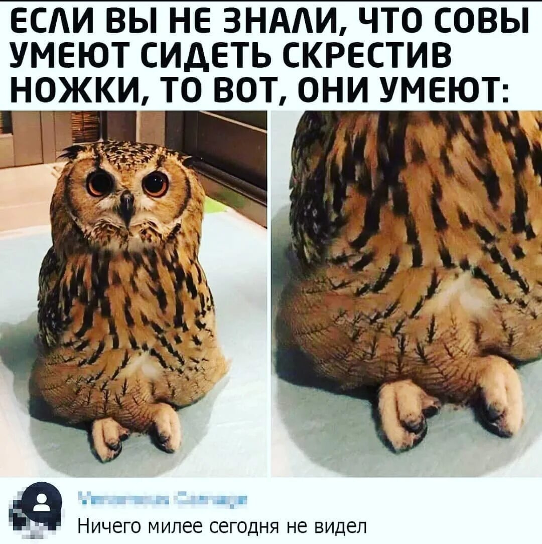 #memes #videos #funny в Instagram: "#мемы #совы #memes" .