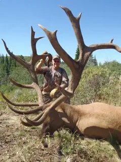 Check Out This Monster Bull Elk - World Record? - Montana Hu