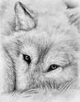 Oka.me by Okamigan Realistic animal drawings, Pencil drawing