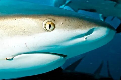 Grey Reef Shark - "OCEAN TREASURES" Memorial Library