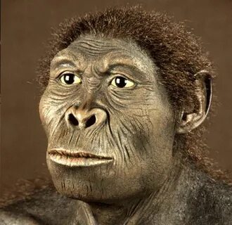 Търси се майка за неандерталче Evolução humana, Ancestrais, 