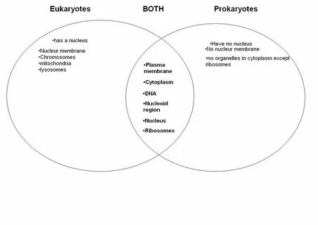 Prokaryote Vs Eukaryote Worksheet Prokaryotic Cell Coloring 