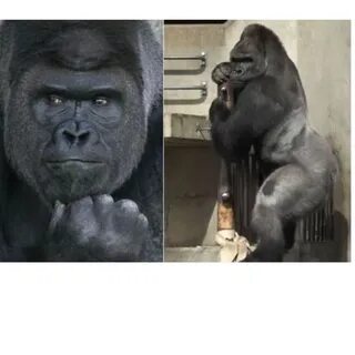 Japanese gorilla meme