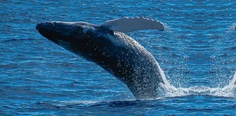New population of blue whales discovered in western Indian O