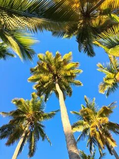 Palm Tree - 51 photo