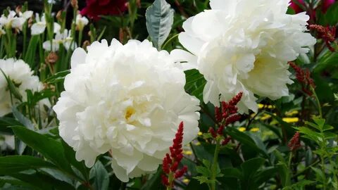 White Peony Wallpaper (59+ images)