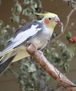 Discover the Cockatiel Our Animals Indianapolis Zoo