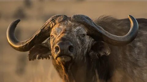 Telaffuz gemiye yenilik african buffalo Kavşak noktası İlgin