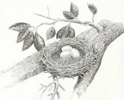 Bird Nest Drawings for Sale Nest art, Humming bird art, Tree