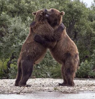 Gibe me a bear hug! Incredible pictures show two beary best 
