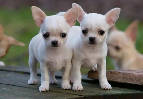 ♥*✿ ڿڰۣ(*Aussiegirl #Adorable #Chihuahua Chihuahua puppies, 