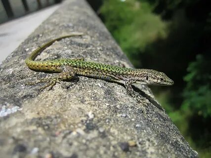 Ural Lizard - 67 photo