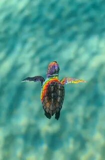Pin by Azra Zeren Kabasoy on - the ocean - Cute baby turtles
