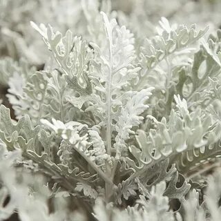 Cineraria maritima Seeds - Silver Dust Suttons