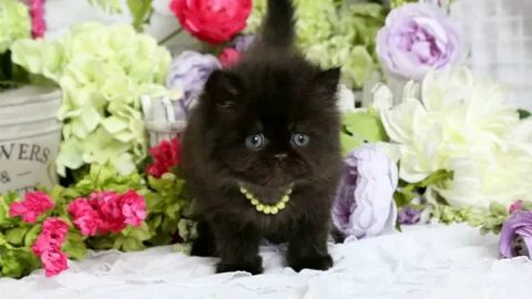 Black Persian Kittens - YouTube