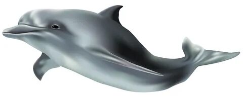 Dolphins clipart realistic, Picture #938146 dolphins clipart