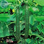 US$ 0.72 - BELLFARM Cucumber Dark Green Crisp Barbed Vegetab