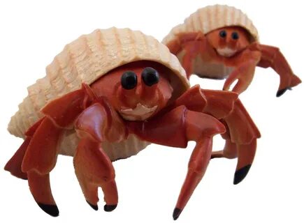 So you want to buy a hermit crab? The Crab Street Journal He