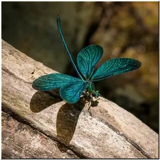 Greek Damselfly Damselfly, Dragonfly, Beautiful bugs