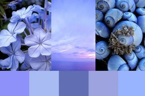 Periwinkle Colour Plant / Purple Color Flower Petal Madagasc