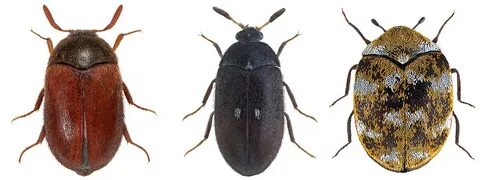 How To Get Rid Of Carpet Beetles Naturally Australia " New I