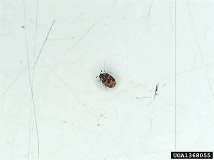 Carpet: Varied Carpet Beetle