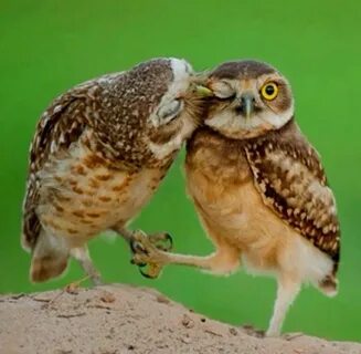 An owl couple Cute animals kissing, Animals kissing, Owl