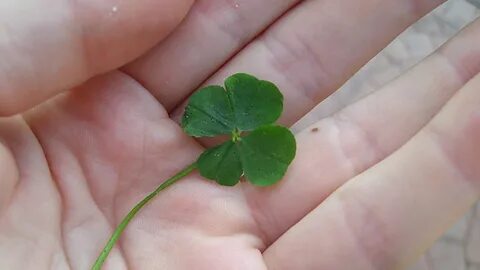 Where Did The Four Leaf Clover Superstition Come From - Hapi