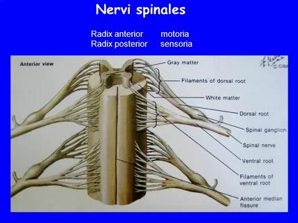 MEDULLA SPINALIS MORFOLOJİSİ - ppt video online indir