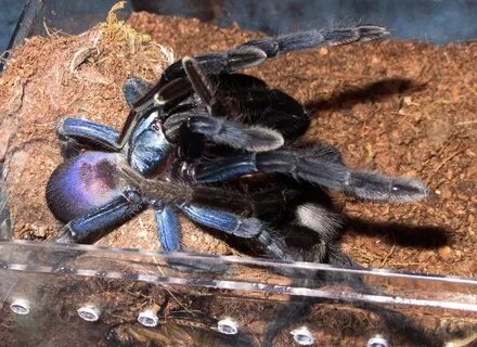 Thrigmopoeus psychedelicus Tarantula Forum