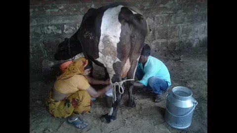 Amazing Scene Of Milking Cow By Village Woman And Man - YouT