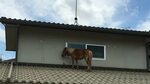 Missing pony in Japan floods found alive on roof