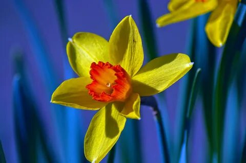 Photo of yellow daffodils on a blue background free image do