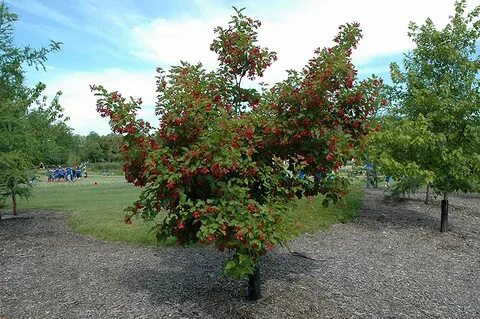 Hot Wings Tatarian Maple (Acer tataricum 'GarAnn') in Wilmet
