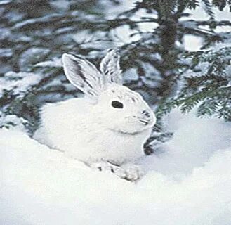 Snow Bunny Digital Art by Belinda Threeths Fine Art America