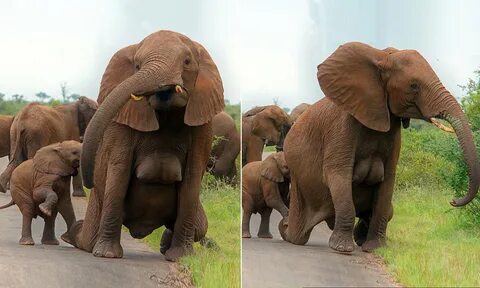 Elephant grabs models boob