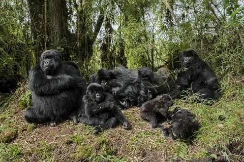 Gorillas resting on the high-elevation slopes of Mount Karis