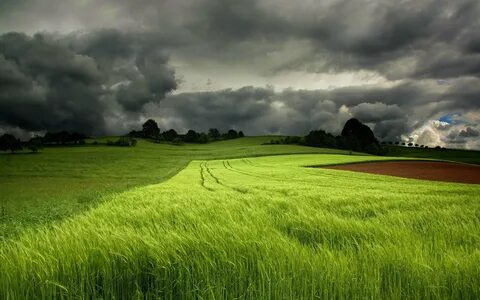 Green Field HD wallpaper