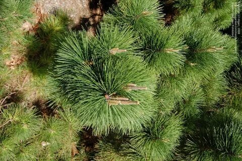 PlantFiles Pictures: Japanese Black Pine 'Thunderhead' (Pinu