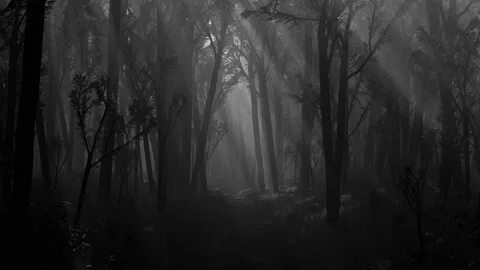 Black Forest - Google Search Forest wallpaper, Scary backgro