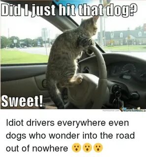 Did Just Hit That Dog Sweet! Memetenler Idiot Drivers Everyw