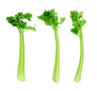 What Is A Celery Stalk Pictures - Сток картинки - iStock