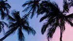 Wallpaper : palm trees, blue, pink, sky, sunset 1920x1080 - 