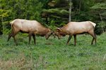 Visiting Elk Country? Check out these tips from a local wild