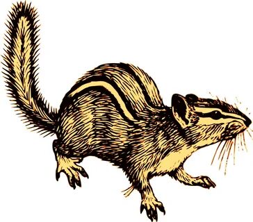 Contour Chipmunk SVG Clip arts download - Download Clip Art,