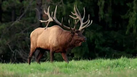 Land of the Giants - Huge Elk in Pennsylvania - YouTube