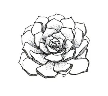 The best free Succulent drawing images. Download from 156 fr