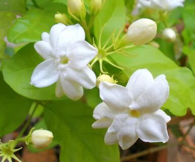 Arabian Jasmine blossoms Jasmine plant, Jasmine flower, Frag